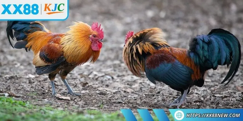 Tăng sức bền bằng những bài tập phản xạ nhanh