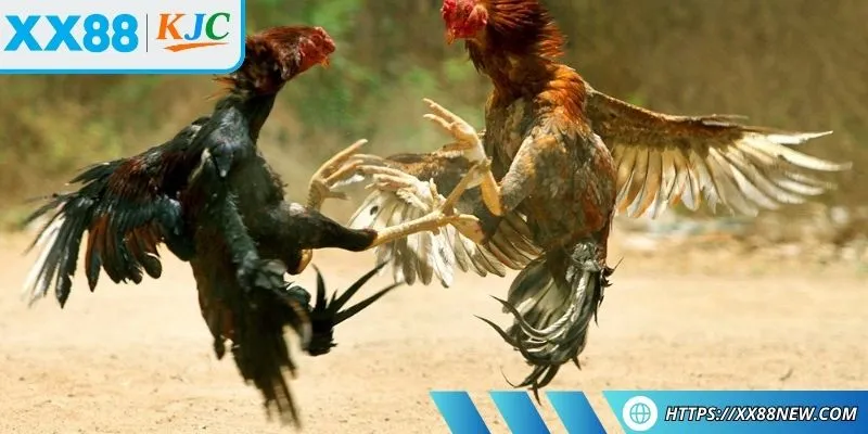 Cách nuôi gà đá chân mạnh tập trung chọn giống phổ biến