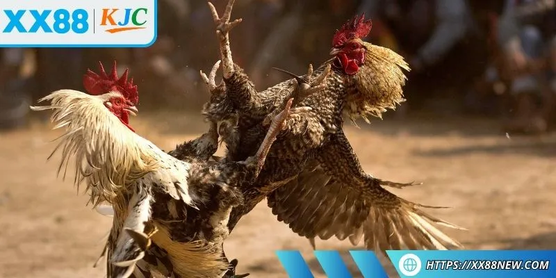 Thức ăn quyết định lớn để cách nuôi gà đá chân mạnh