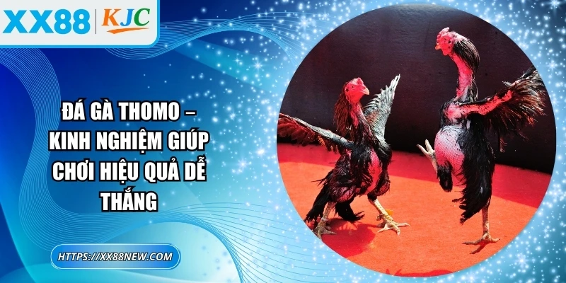 Đá gà Thomo – Kinh nghiệm giúp chơi hiệu quả dễ thắng