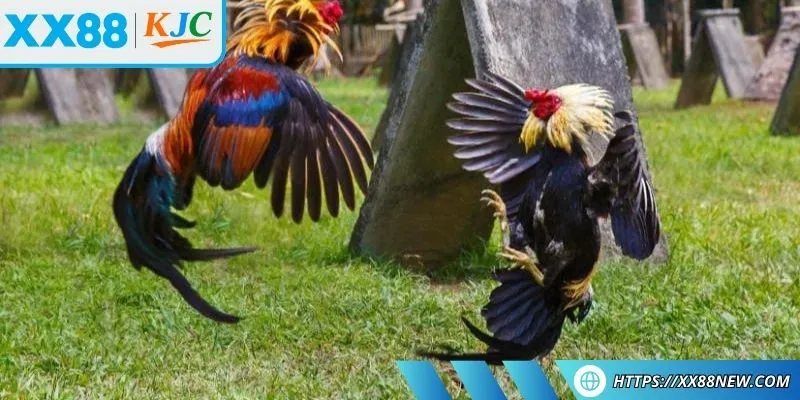 Kinh nghiệm chọn chiến kê với những giống thường được ưa chuộng